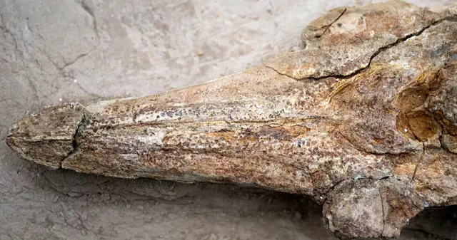 Así es el fósil de 12 millones de años hallado en Perú.