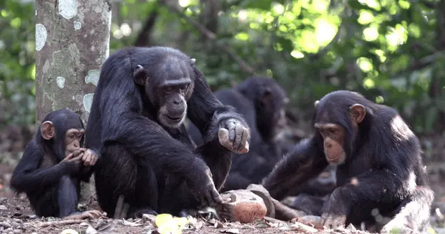 El estudio que descubrió que los chimpancés consumen alcohol a diario.