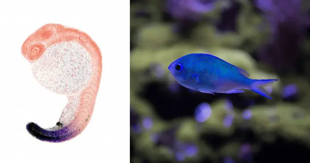 La ciencia revela el insólito origen de los dedos humanos.