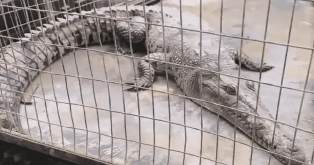 ¿Qué características presentaba el reptil rescatado?