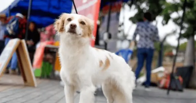 ¿Por qué se realizará un homenaje al perro pastor Chiribaya?