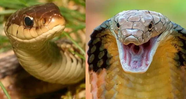 Soñarcon serpientes es señal de problemas. Soñarcon serpientes es señal de problemas.