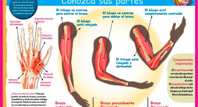 Partes Del Brazo Cuales Son Las Partes De Los Músculos Del Brazo El Popular 1469