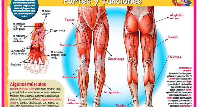 Musculos De La Pierna Cuales Hay Anatomia Y Funciones Images 6094