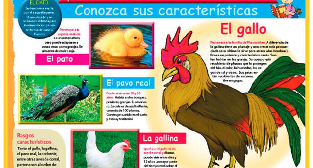 Aprendiendo Sobre La Aves De Corral Conozca Sus Características El Popular