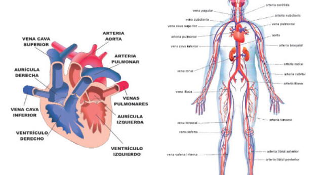 Sistema Circulatorio Aprende Sobre Los Principales Sistemas Del Cuerpo Humano Sistema