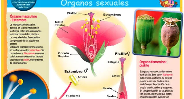 Reproducción de las plantas: órganos sexuales | El Popular