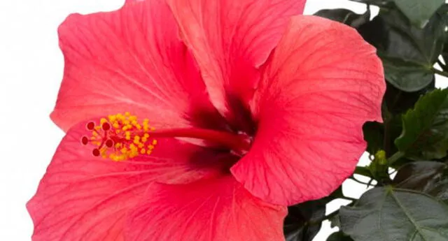 Las partes de una planta y sus funciones básicas: la flor | El Popular