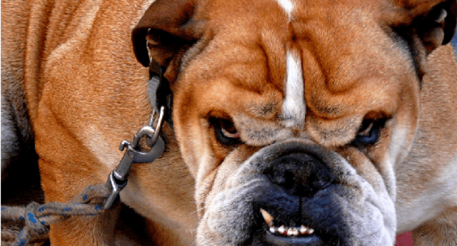 Mascotas: 5 cosas que puedas hacer si tu perro es | El Popular