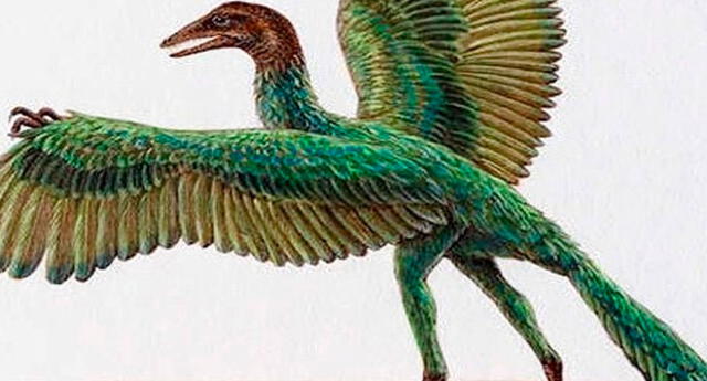 Por qué algunas aves sobrevivieron a la caída del asteroide que acabó con  los dinosaurios? | El Popular