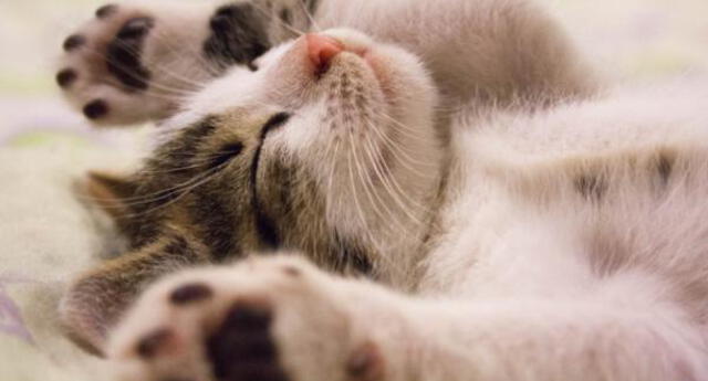 Mascotas | los motivos del por qué un gato tiembla al dormir | El Popular
