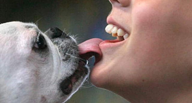 Estudio de científicos de Japón alerta peligro de besar a tu perro
