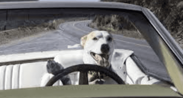 Estados Unidos: Hombre es detenido por enseñar a conducir a su perro bajo los efectos del alcohol El Popular