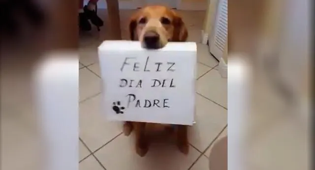 Día del Padre 2020: Perro se hace viral en Twitter por saludar a su dueño  papá perruno | video | El Popular