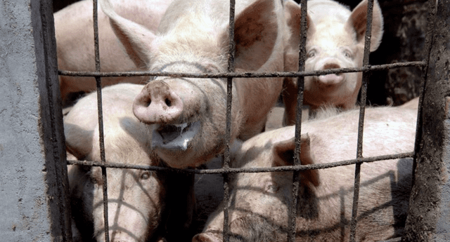“No es un virus nuevo”: China afirma que la gripe porcina G4 es común y poco contagiosa El Popular