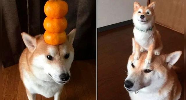 Puede Shiba Inu Llegar A 1 Dolar