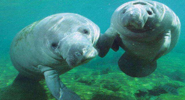 Animales: Aprendamos sobre los manatíes El Popular