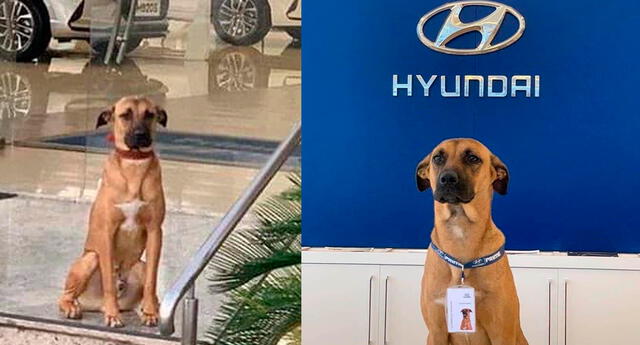 El perrito callejero ahora es parte de la reconocida empresa Hyundai.