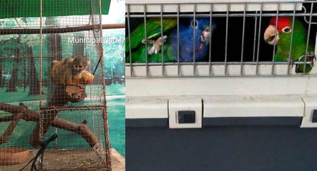 Fiscalía investiga a sujeto que tenía como mascota a ocho animales silvestres El Popular