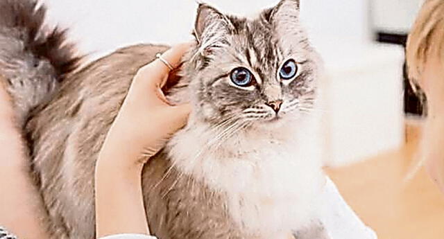 Mascotas: Entiende el lenguaje corporal de tu gato El Popular