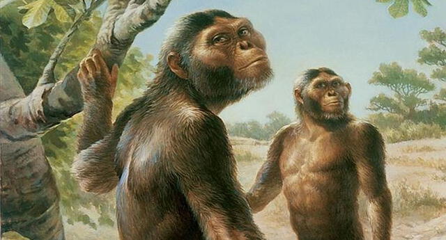 Aprende sobre la evolución del Hombre: Homínidos Australopithecus El Popular
