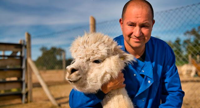 Chile: Científicos descubren superanticuerpo de alpaca capaz de neutralizar el coronavirus El Popular
