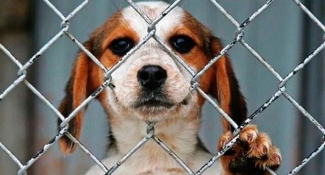 Colombia: Denuncian que hombres ahogaron a perros con bolsas plásticas hasta matarlos El Popular