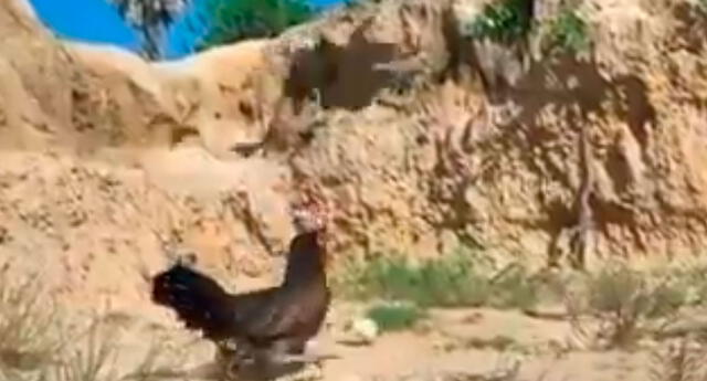 Video viral: Gallina se enfrentó a un águila que intentó atacar a sus  crías, video | El Popular