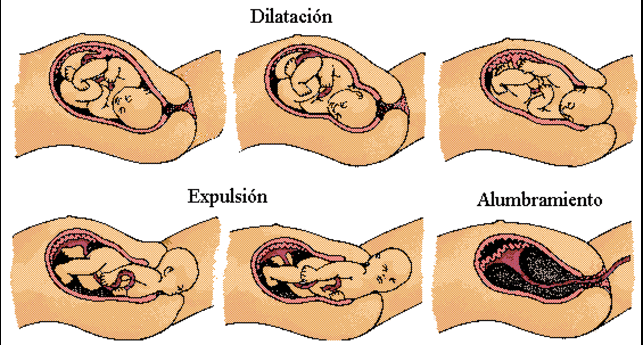 Aprende Sobre La Reproducción Humana El Parto Ciencias Naturales Aprendo En Casa Clases 