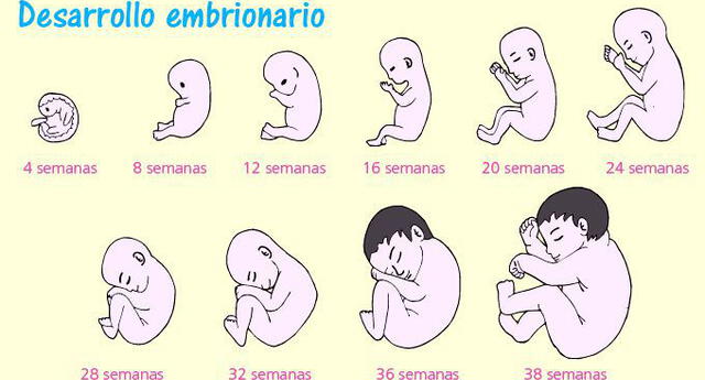 Aprende sobre la Reproducción Humana: Fecundación-Embarazo El Popular