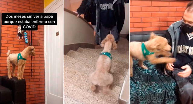 Tiktok Viral Perrito Se Reencuentra Con Su Dueño Tras Permanecer Meses Separados Por El 3301