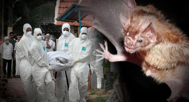 Virus Nipah: científicos de EE.UU. inician ensayos clínicos para encontrar la vacuna y evitar otra pandemia El Popular