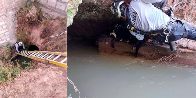 Arequipa: PNP rescata a perro atrapado durante horas en un canal de regadío El Popular