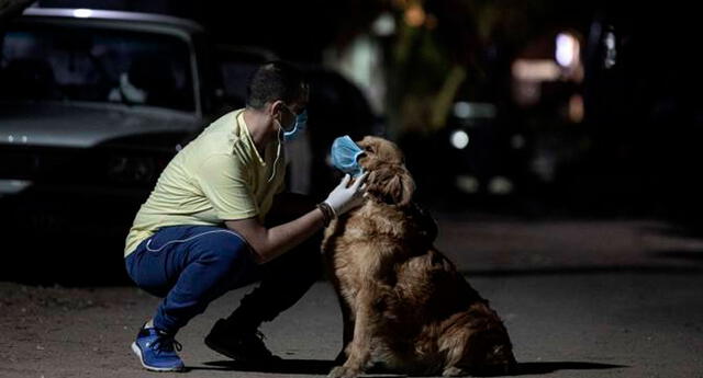 Coronavirus y los animales: ¿Cómo protegerlos de esta enfermedad? El Popular