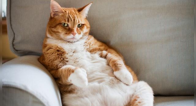 Como Se Comporta Un Gato Despues De Castrarlo