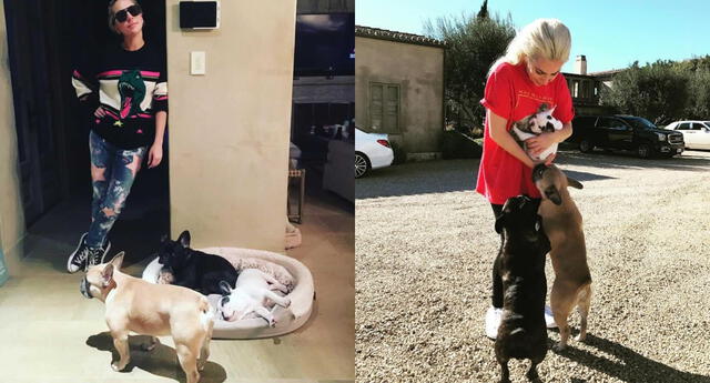 Lady Gaga sufre el robo de sus perros y ofrece recompensa de medio millón de dólares El Popular