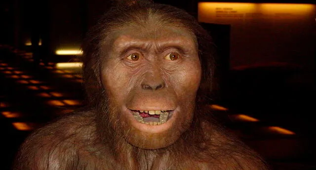 La Evolución Del Hombre: El Homo Australopithecus | El Popular