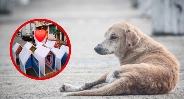 ¡Noble Gesto! Convierten propaganda de campaña electoral en casas para perros callejeros El Popular