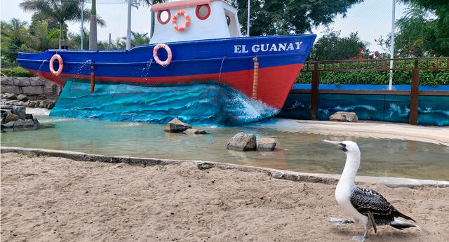 Parque de las Leyendas presenta Centro de Interpretación de Aves Marinas El Popular