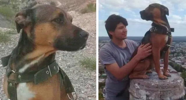 Argentina: perrito muere tras salvar la vida de su dueño de presuntos delincuentes El Popular