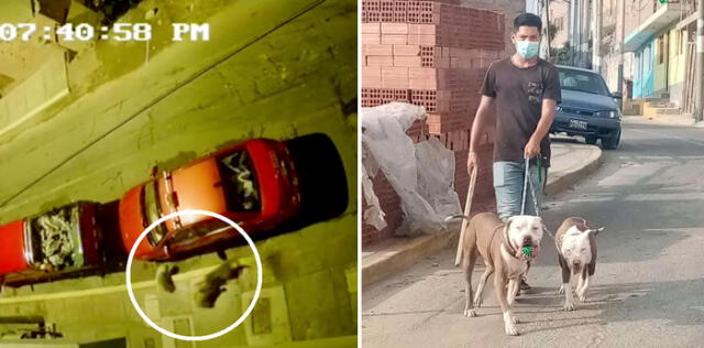 Chorrillos: Vecinos exigen sacrificar a perro pitbull que atacó y mató a mascota El Popular
