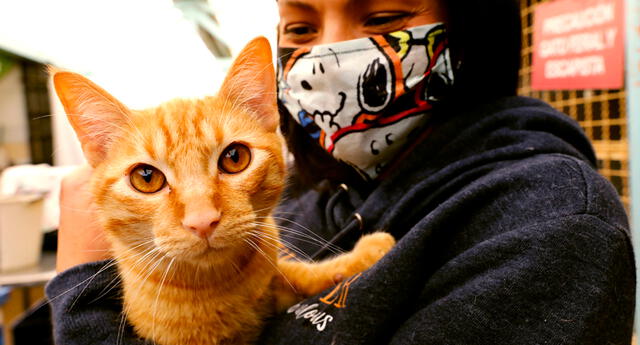Zoonosis: infecciones que trasmite tu gato El Popular