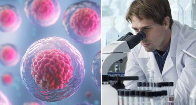 COVID-19: descubren que inmunidad celular protegería de la gravedad del virus en ausencia de anticuerpos El Popular