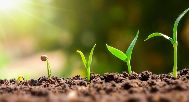 Cuáles son las partes de las plantas y qué función cumplen en el medio ambiente El Popular