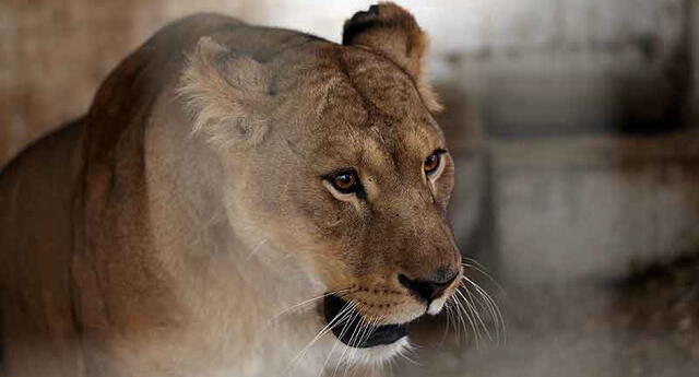 India: muere leona de 9 años tras contagiarse de la COVID-19 en un zoológico.