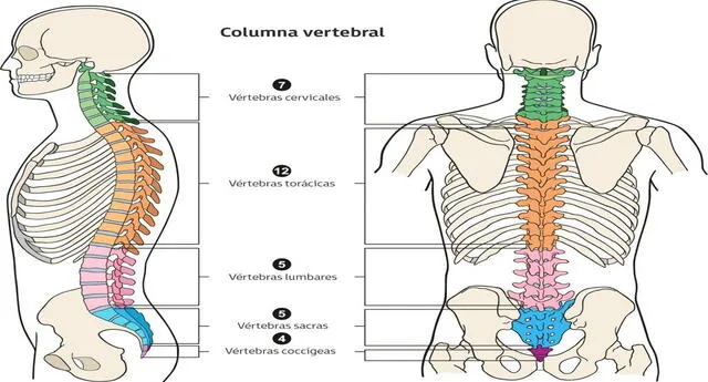Sistema Esquelético: Cuál es la función de la columna vertebral y cómo se  clasifican las costillas, sistema óseo, anatomía, esqueleto humano | El  Popular