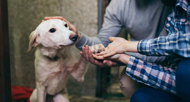 Día Mundial del perro: los beneficios que trae a tu vida adoptar a una mascota El Popular