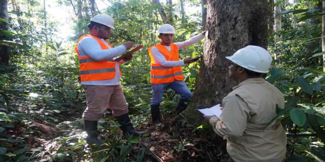 MEF destina más de S/ 17 millones para reactivar sector forestal de las regiones amazónicas El Popular