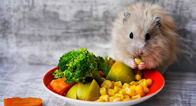 Mascotas ¿qué Frutos Puede Comer Mi Hámster Alimentación El Popular 