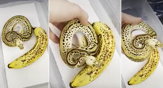 ¡Impactante! Encuentran serpiente pitón con aspecto de un banano